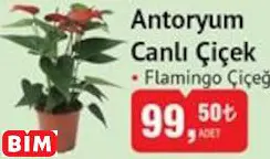 ANTORYUM CANLI ÇİÇEK ANTORYUM CANLI ÇİÇEK